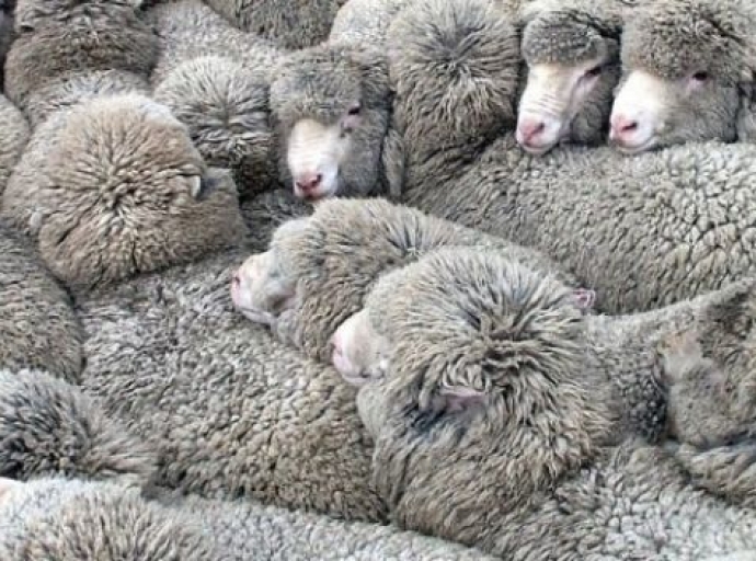 AnimalCruelty